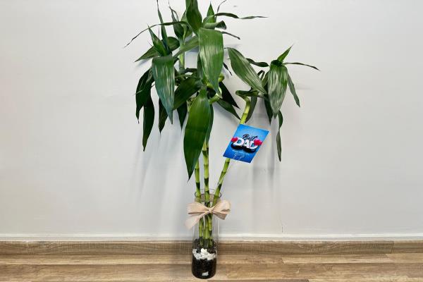 Bamboo Plant 